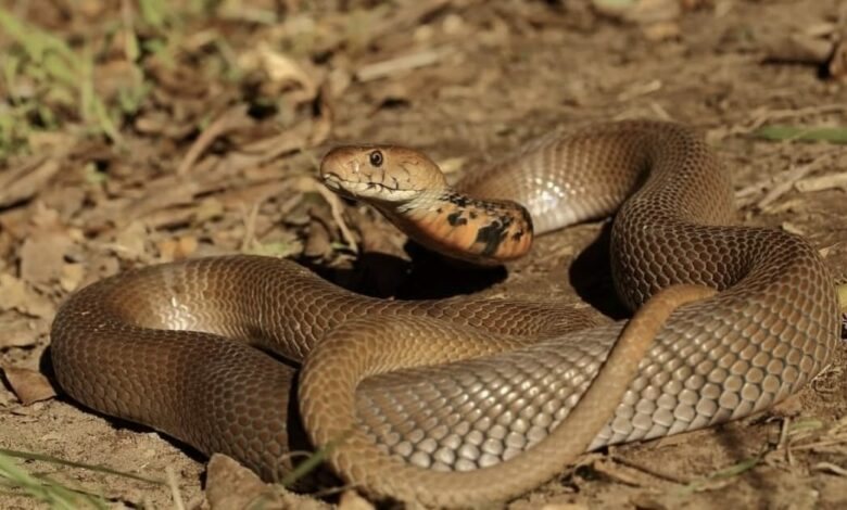 How long is a spitting cobra? According to Cape Snake Conservation