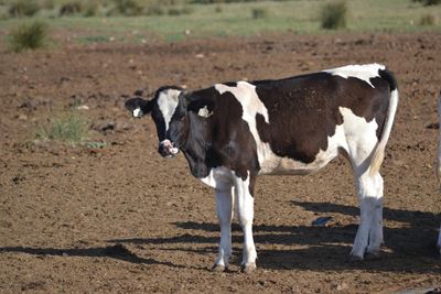 Verbod op veilings geplaas