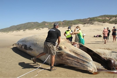 Whale carcass to be removed