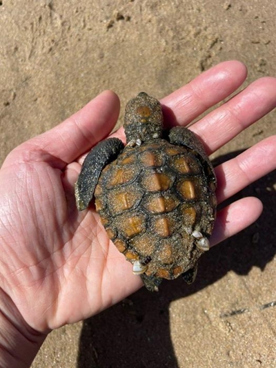 More turtle hatchlings wash up around Plett
