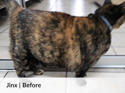 Vote for Garden Route pet slimmers