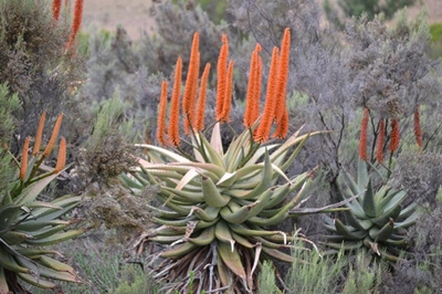 Aloe ferox is noodhulp uit die natuur