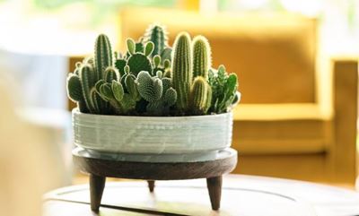 Cactus Chic