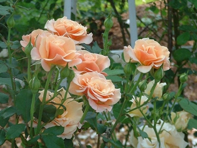 Plant a colourful winter garden