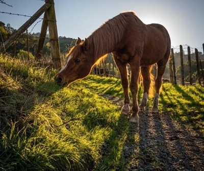 African horse sickness vaccine shortage addressed