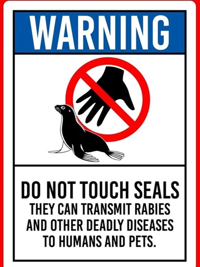 Hondsdolheid by Kaapse pelsrobbe is 'n werklikheid