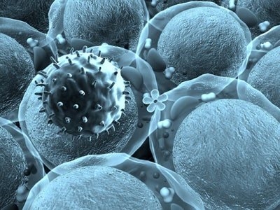 Scientists find powerhouses that fight tumours from within