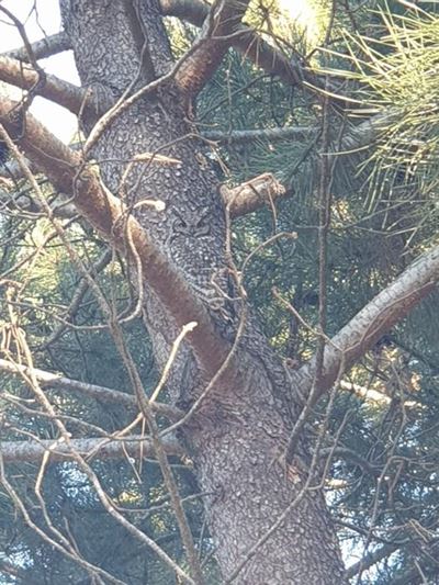 Can you spot the owl?