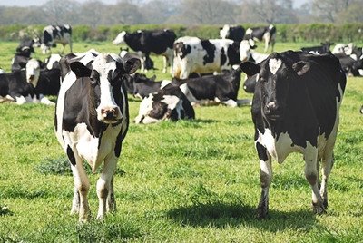 Ban on movement of cattle lifted