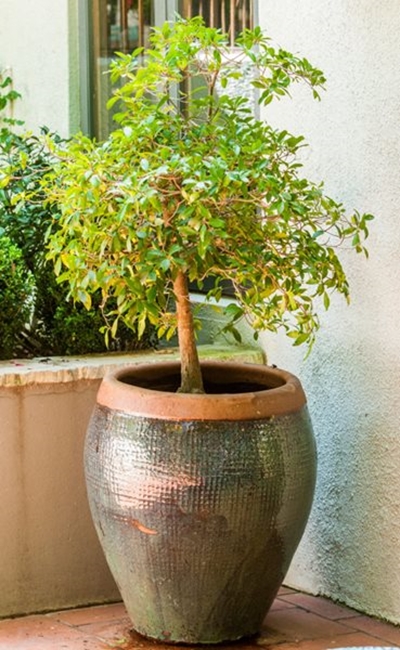 6 trees ideal for containers