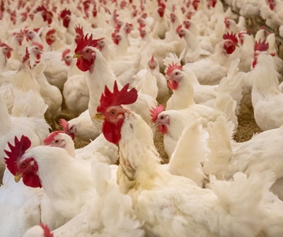 Nearly 2 million layer hens culled in Mpumalanga as bird flu hits 