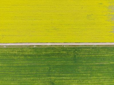 Plant biofuels no silver bullet for carbon sequestration