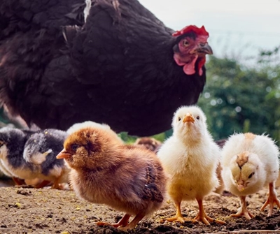 How to keep your chickens happy and healthy 