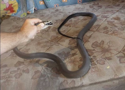 At least 5 black mambas caught in past week