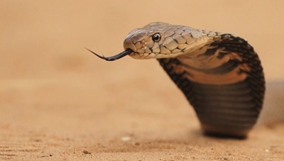 How to avoid snakebites