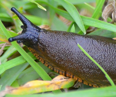 Slugs and snails: Why numbers are soaring, and how to fight the scourge 