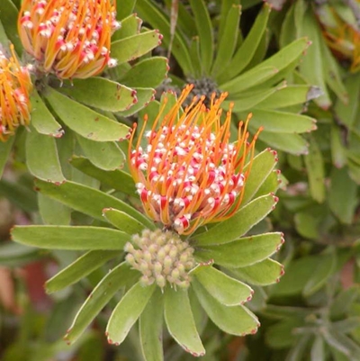 Inwoners se plante kry voete
