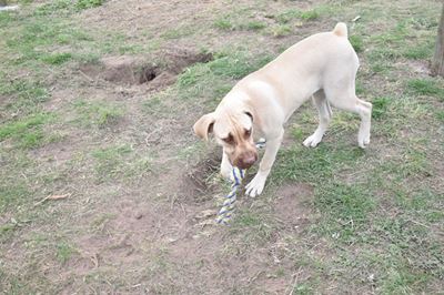 Blue the boerbull puppy needs a home