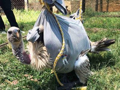 Help save SA’s struggling vulture population