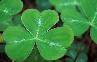 Send us your St Patrick's Day photos