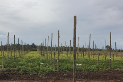 Environmental management key to future food security