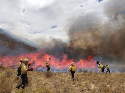 President to launch phase 5 of Working on Fire project in East London