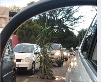 Motorists amused at tree planted in large pothole