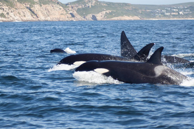 Orcas give a killer of a show