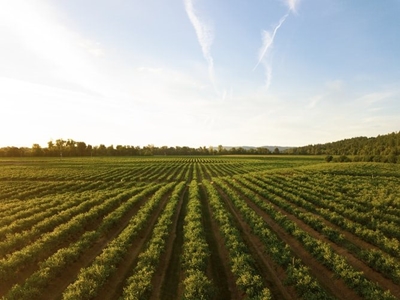 Over 800 state farms up for grabs – Didiza