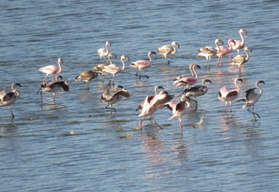Flaminke se vlug 'n flambojante dans