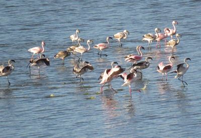 Flaminke se vlug 'n flambojante dans