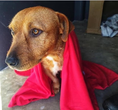 Blankets for animals in need