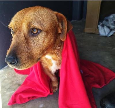 Blankets for animals in need