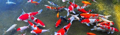 Get ready for the koi show