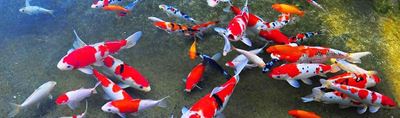Get ready for the koi show