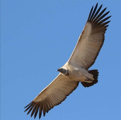 Project to save Cape vultures kicks off