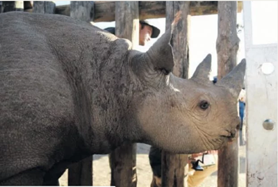 Another 2 rhinos destined for Chad die