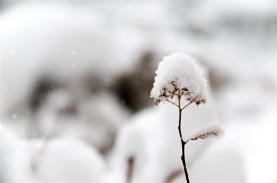 Snow alert: Weather service warns of cold and wet conditions