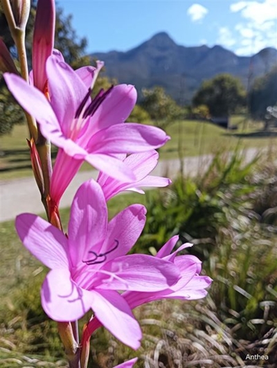 Exciting Garden Route Indigenous Plant Fair for 2023