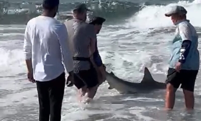 South Coast fisherman wrestles 180kg shark during sardine run