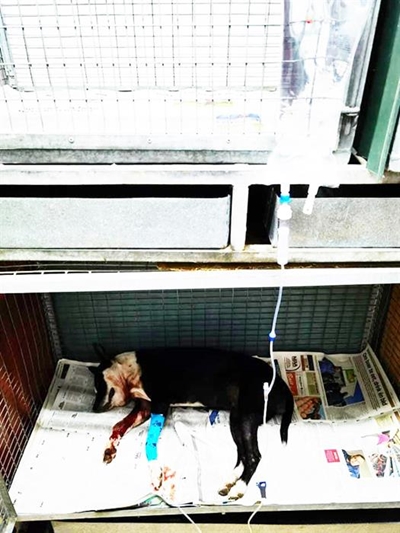 SPCA notes increase in snake bites