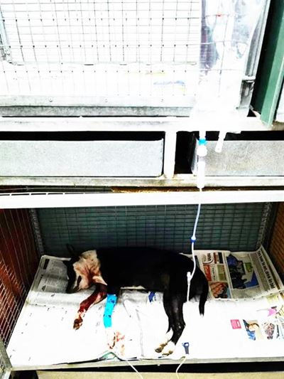 SPCA notes increase in snake bites