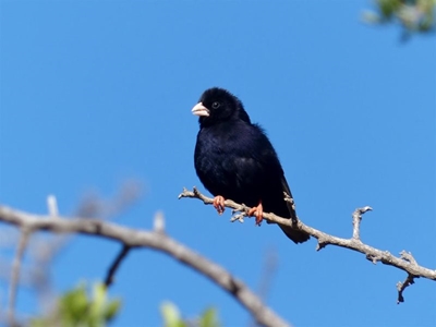 Annual birding weekends in March