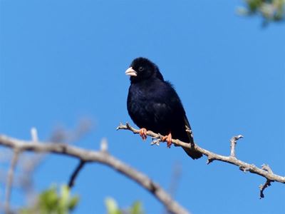 Annual birding weekends in March