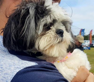 Join Bark for Life at farm festival