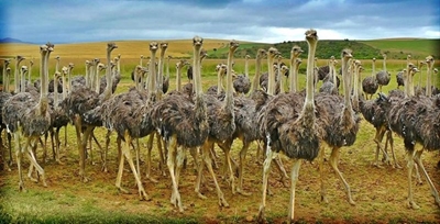 Oudtshoorn, ostriches and the Karoo 