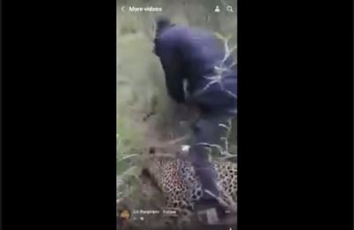 Uproar over man slapping dead leopard that attacked employee in Kruger Park 