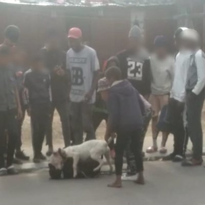 Dog fight in Maraiskamp
