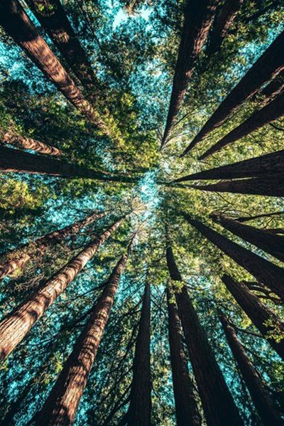 Arbor Week 2024: Celebrating 30 years of freedom in the Western Cape