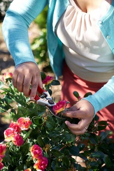 Give your garden a spring makeover 